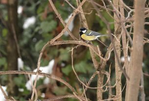 Szeged, cinke, újszegedi liget, liget, tél