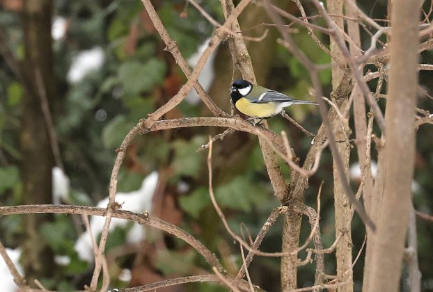 Szeged, cinke, újszegedi liget, liget, tél