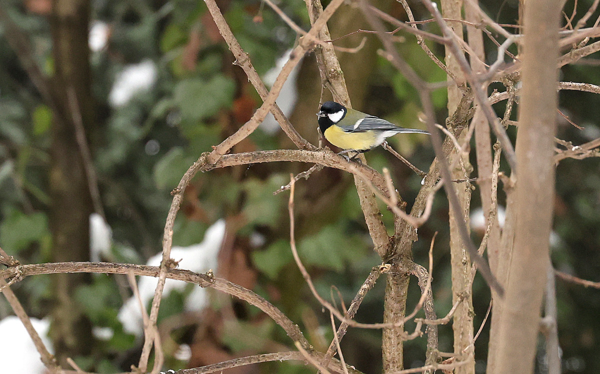 Szeged, cinke, újszegedi liget, liget, tél