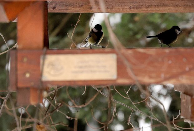 Szeged, cinke, újszegedi liget, liget, tél, madáretető