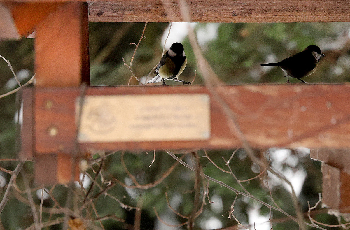 Szeged, cinke, újszegedi liget, liget, tél, madáretető
