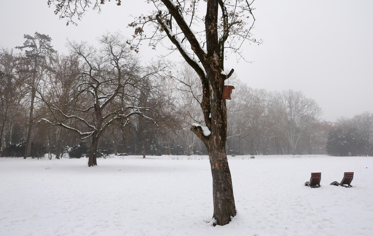 Szeged, újszegedi liget, liget, tél, január, időjárás