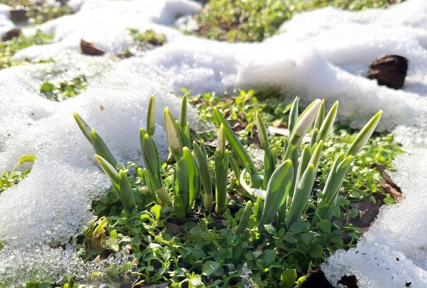 Szeged, hóolvadás, január, tél, időjárás, hóvirág