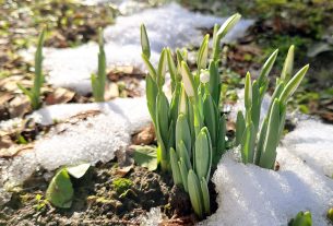 Szeged, hóolvadás, január, tél, időjárás, hóvirág