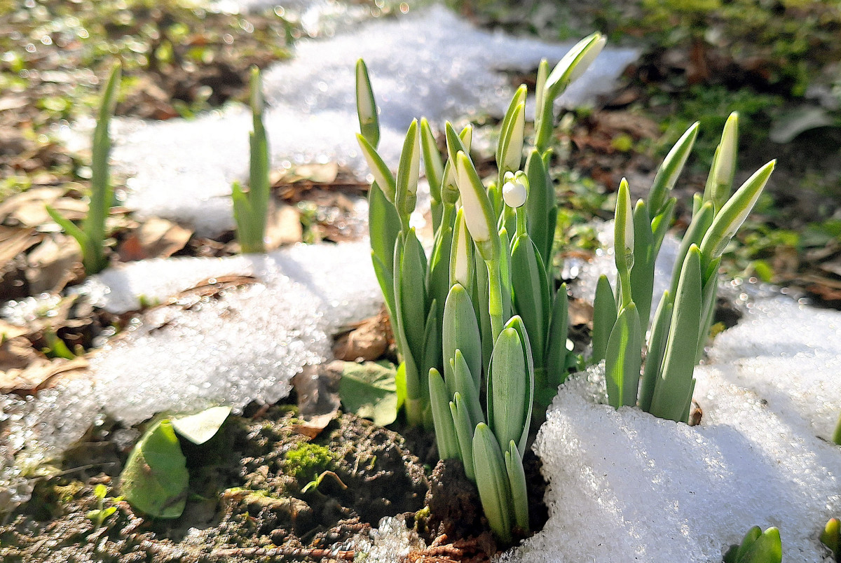 Szeged, hóolvadás, január, tél, időjárás, hóvirág