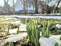 Szeged, hóolvadás, január, tél, időjárás, hóvirág