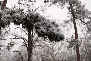 Szeged, zuzmara, fák, fa, Széchenyi tér, január, tél, időjárás