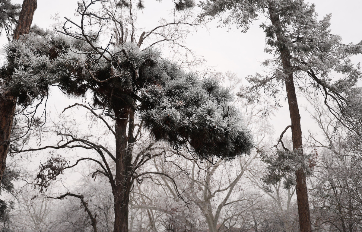 Szeged, zuzmara, fák, fa, Széchenyi tér, január, tél, időjárás