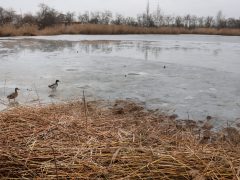 Szeged, Szeged Pláza, Búvár-tó, nád, nádvágás, január