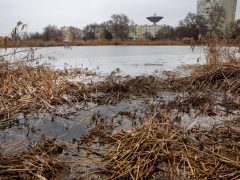 Szeged, Szeged Pláza, Búvár-tó, nád, nádvágás, január