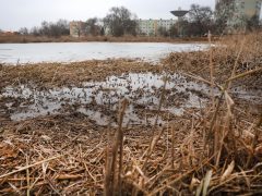 Szeged, Szeged Pláza, Búvár-tó, nád, nádvágás, január