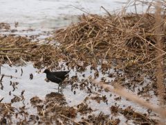 Szeged, Szeged Pláza, Búvár-tó, nád, nádvágás, január