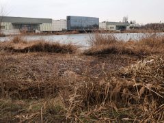 Szeged, Szeged Pláza, Búvár-tó, nád, nádvágás, január