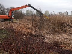 Szeged, Szeged Pláza, Búvár-tó, nád, nádvágás, január