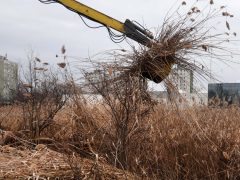 Szeged, Szeged Pláza, Búvár-tó, nád, nádvágás, január