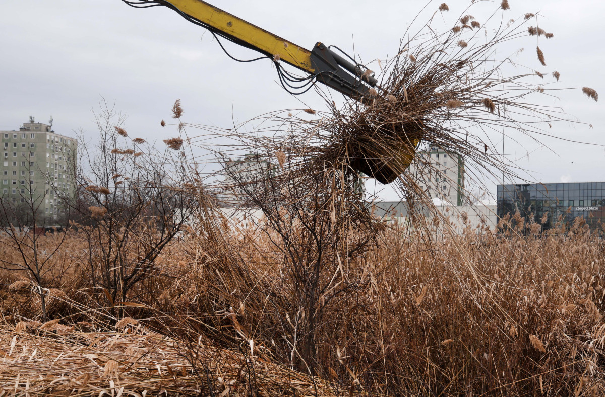 Szeged, Szeged Pláza, Búvár-tó, nád, nádvágás, január