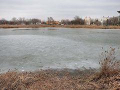 Szeged, Szeged Pláza, Búvár-tó, nád, nádvágás, január