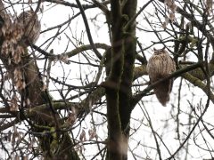 Szeged, január, baglyok, bagoly, Kemes utca