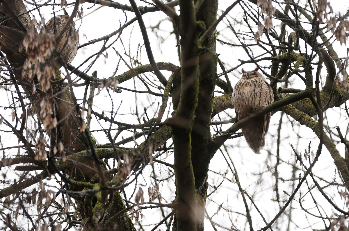 Szeged, január, baglyok, bagoly, Kemes utca