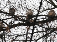 Szeged, január, baglyok, bagoly, Kemes utca