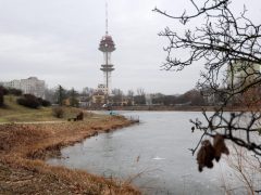 Szeged, Vér-tó, nád, nádvágás, január