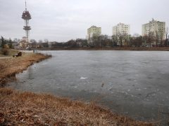 Szeged, Vér-tó, nád, nádvágás, január