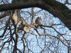 Hódmezővásárhely, baglyok, bagoly, január