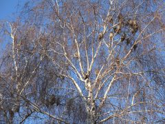 Hódmezővásárhely, baglyok, bagoly, január