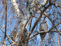 Hódmezővásárhely, baglyok, bagoly, január