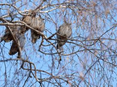 Hódmezővásárhely, baglyok, bagoly, január