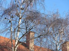 Hódmezővásárhely, baglyok, bagoly, január