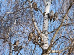 Hódmezővásárhely, baglyok, bagoly, január