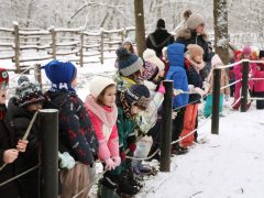 Szeged, Medveles, Vadaspark, medve, maci, Mici, Ursula, tél, hó, hideg, február, óvodások