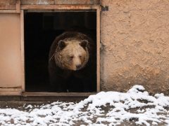 Szeged, Medveles, Vadaspark, medve, maci, Mici, Ursula, tél, hó, hideg, február