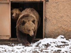 Szeged, Medveles, Vadaspark, medve, maci, Mici, Ursula, tél, hó, hideg, február