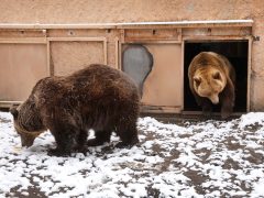 Szeged, Medveles, Vadaspark, medve, maci, Mici, Ursula, tél, hó, hideg, február