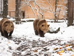Szeged, Medveles, Vadaspark, medve, maci, Mici, Ursula, tél, hó, hideg, február
