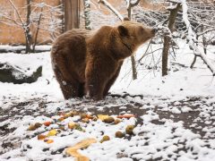 Szeged, Medveles, Vadaspark, medve, maci, Mici, Ursula, tél, hó, hideg, február
