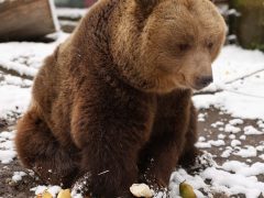 Szeged, Medveles, Vadaspark, medve, maci, Mici, Ursula, tél, hó, hideg, február