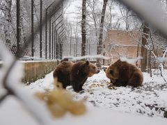 Szeged, Medveles, Vadaspark, medve, maci, Mici, Ursula, tél, hó, hideg, február