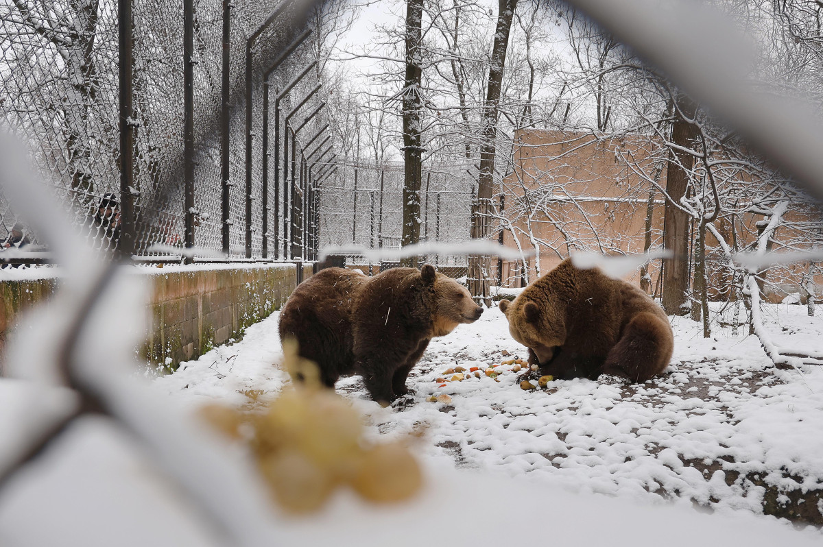 Szeged, Medveles, Vadaspark, medve, maci, Mici, Ursula, tél, hó, hideg, február