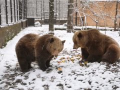 Szeged, Medveles, Vadaspark, medve, maci, Mici, Ursula, tél, hó, hideg, február