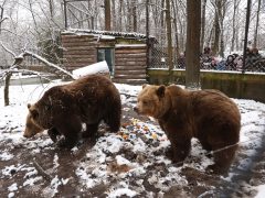 Szeged, Medveles, Vadaspark, medve, maci, Mici, Ursula, tél, hó, hideg, február