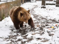Szeged, Medveles, Vadaspark, medve, maci, Mici, Ursula, tél, hó, hideg, február