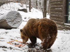 Szeged, Medveles, Vadaspark, medve, maci, Mici, Ursula, tél, hó, hideg, február