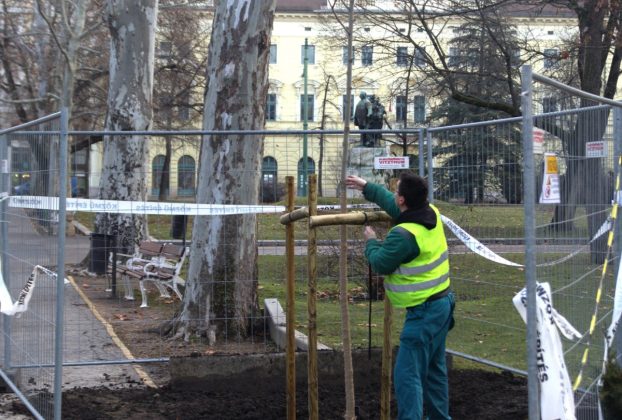 Új platánfa váltja a vaddisznófejet ábrázoló fát Szegeden, a Széchenyi téren. Fotó: Szegedi Környezetgazdálkodási Nonprofit Kft. hivatalos FB