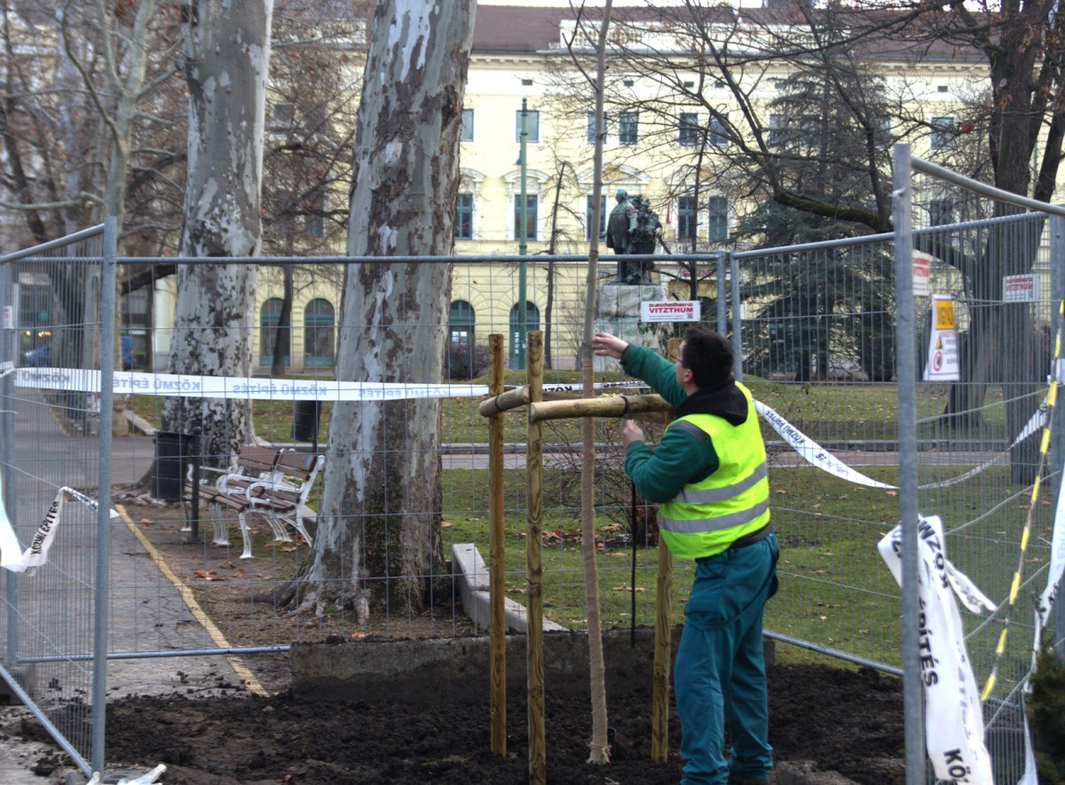 Új platánfa váltja a vaddisznófejet ábrázoló fát Szegeden, a Széchenyi téren. Fotó: Szegedi Környezetgazdálkodási Nonprofit Kft. hivatalos FB