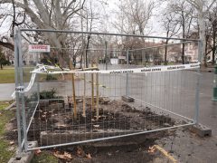 Szeged, fakivágás, kivágták, fa, disznófejes fa, Széchenyi tér, faültetés