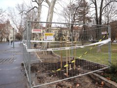 Szeged, fakivágás, kivágták, fa, disznófejes fa, Széchenyi tér, faültetés