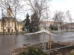 Szeged, fakivágás, kivágták, fa, disznófejes fa, Széchenyi tér, faültetés